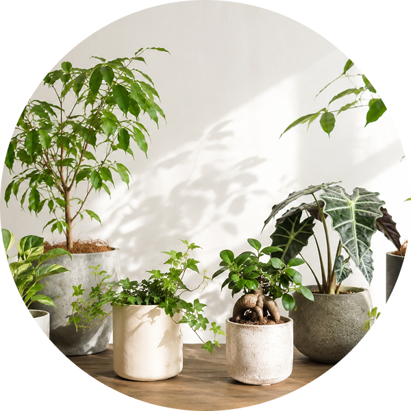 観葉植物