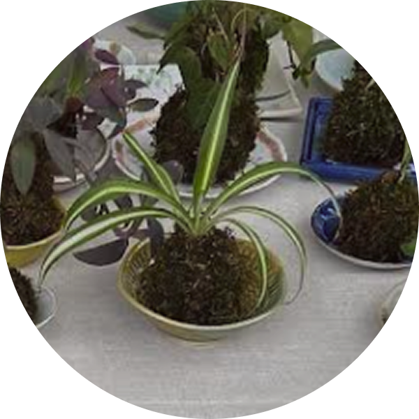 苔玉